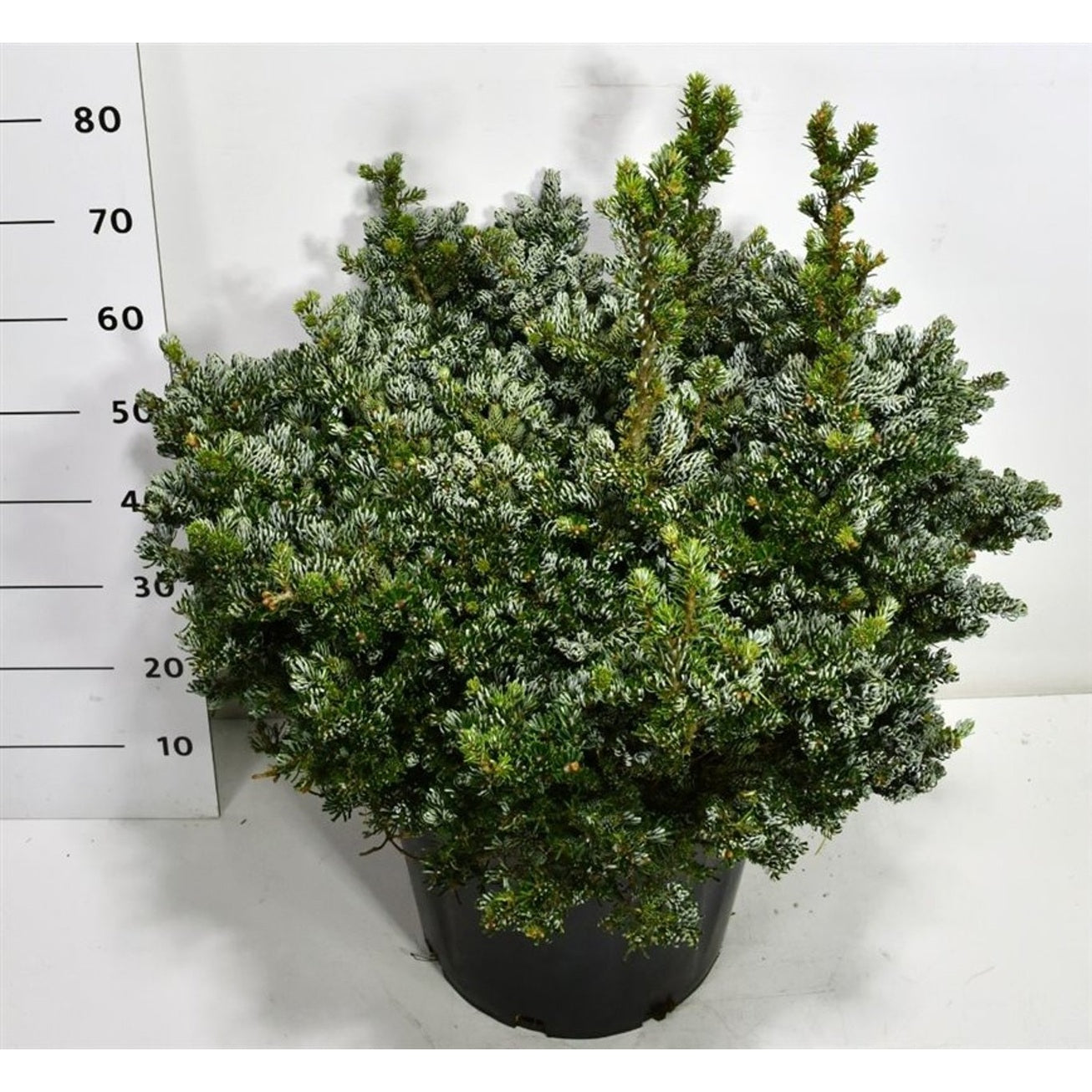 Koreagran – Abies koreana 'Kohout's Icebreaker' - C35 70-80 cm.